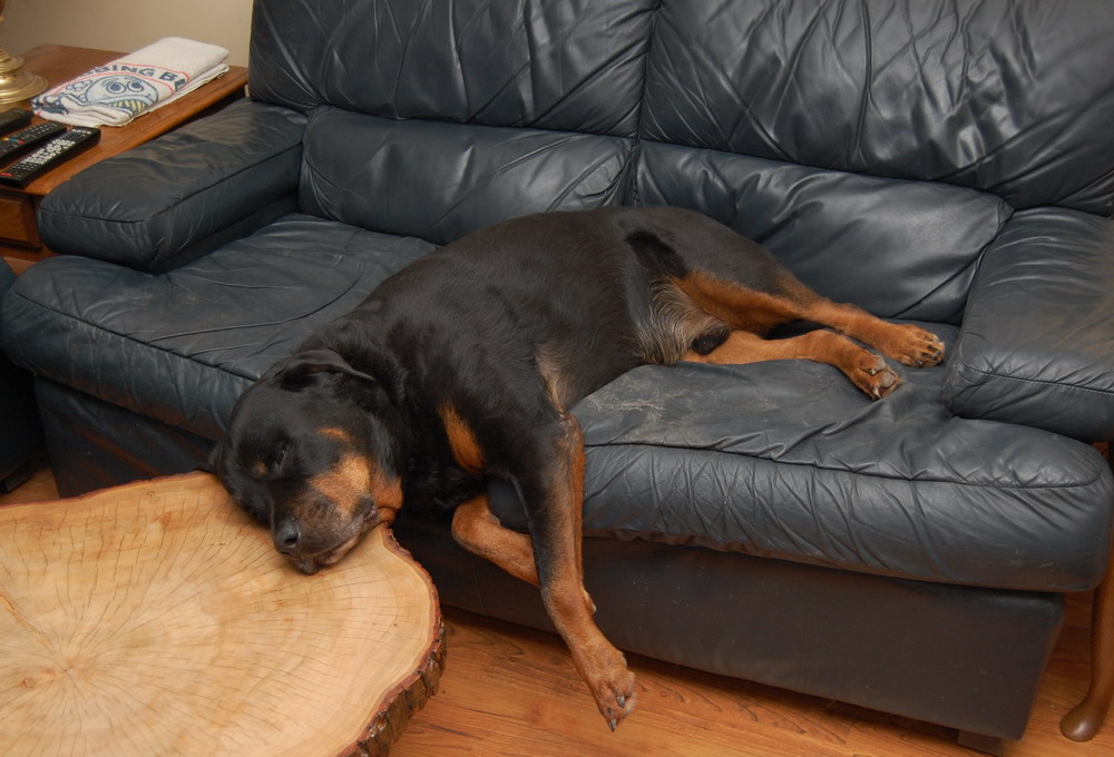 Living with Rottweilers: Some people can't leave a sleeping Rottweiler
