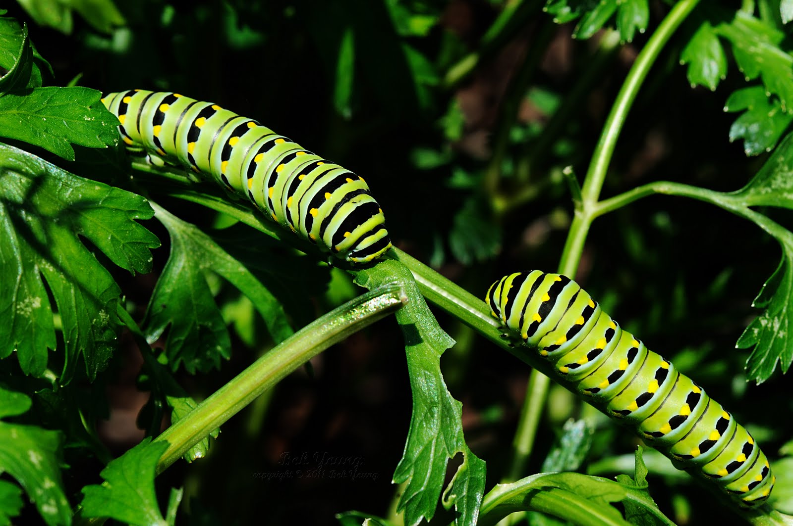 Bob's Gallery Black Swallowtail Butterfly Caterpillar (Parsley Worm)