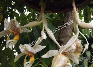 Stanhopea