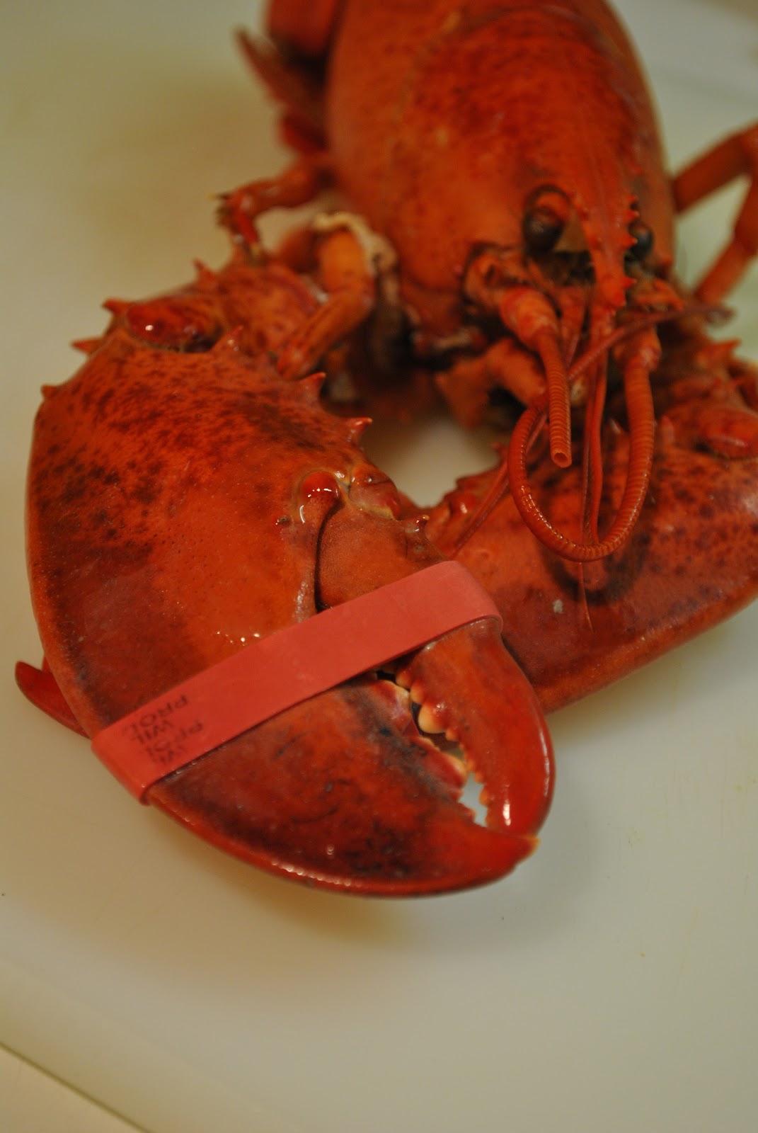 Délices et Confession Partage de Recettes et Découvertes Cuisson