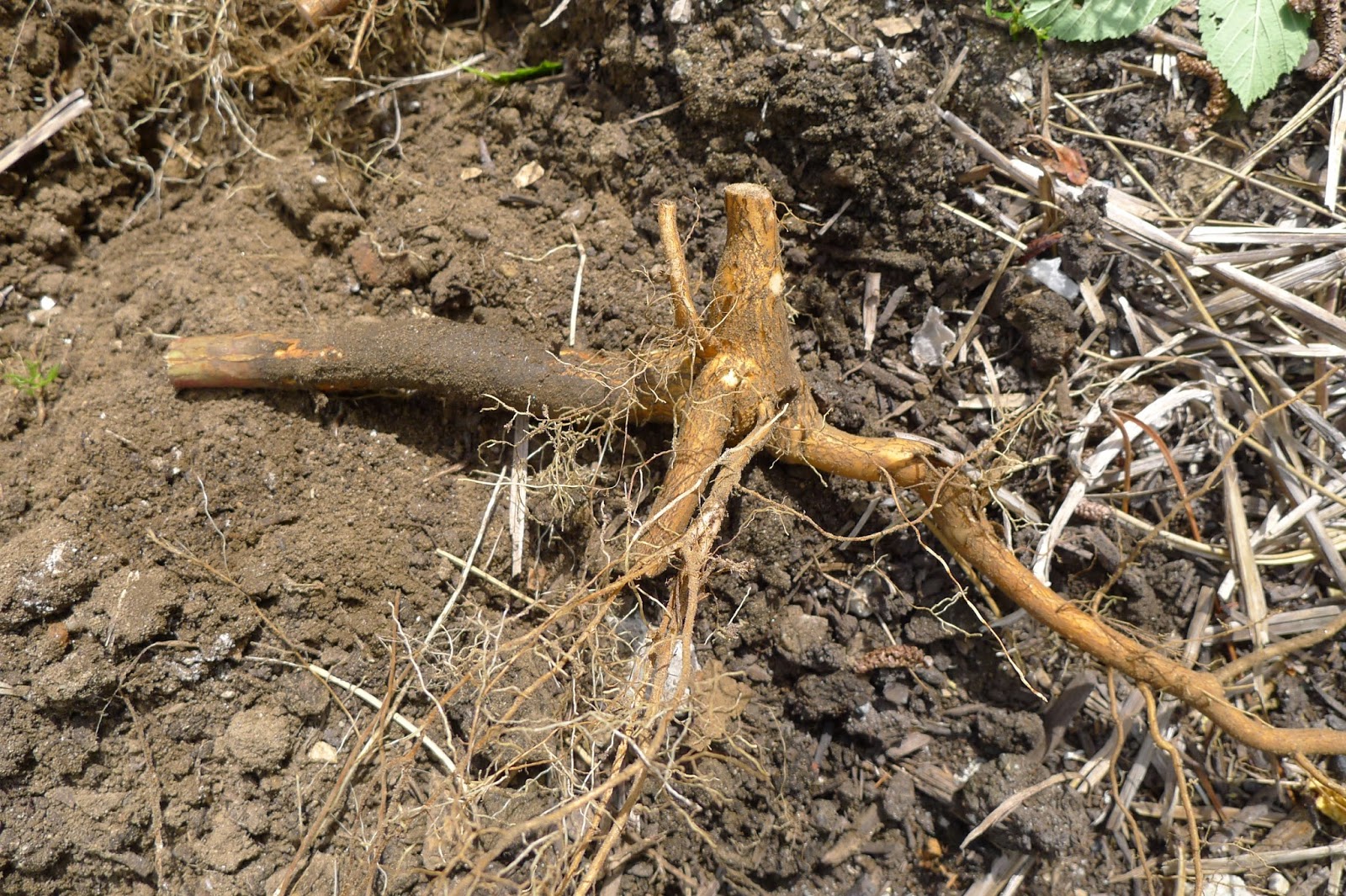 Less Noise, More Green Blackberry bushes, it's time to move on, but