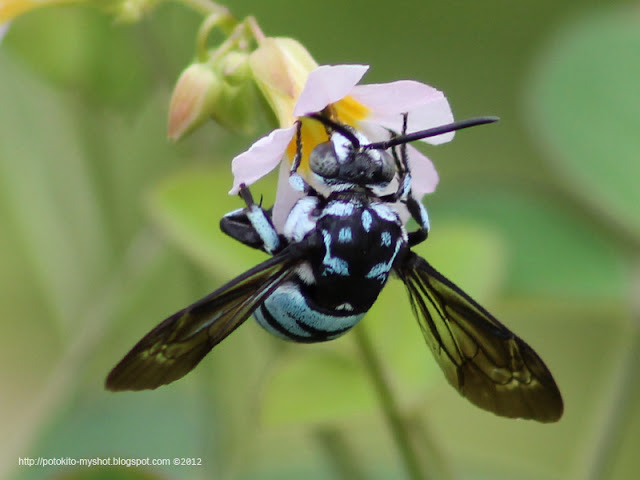 blue+bee+bengkulu+sumatera+indonesia.jpg