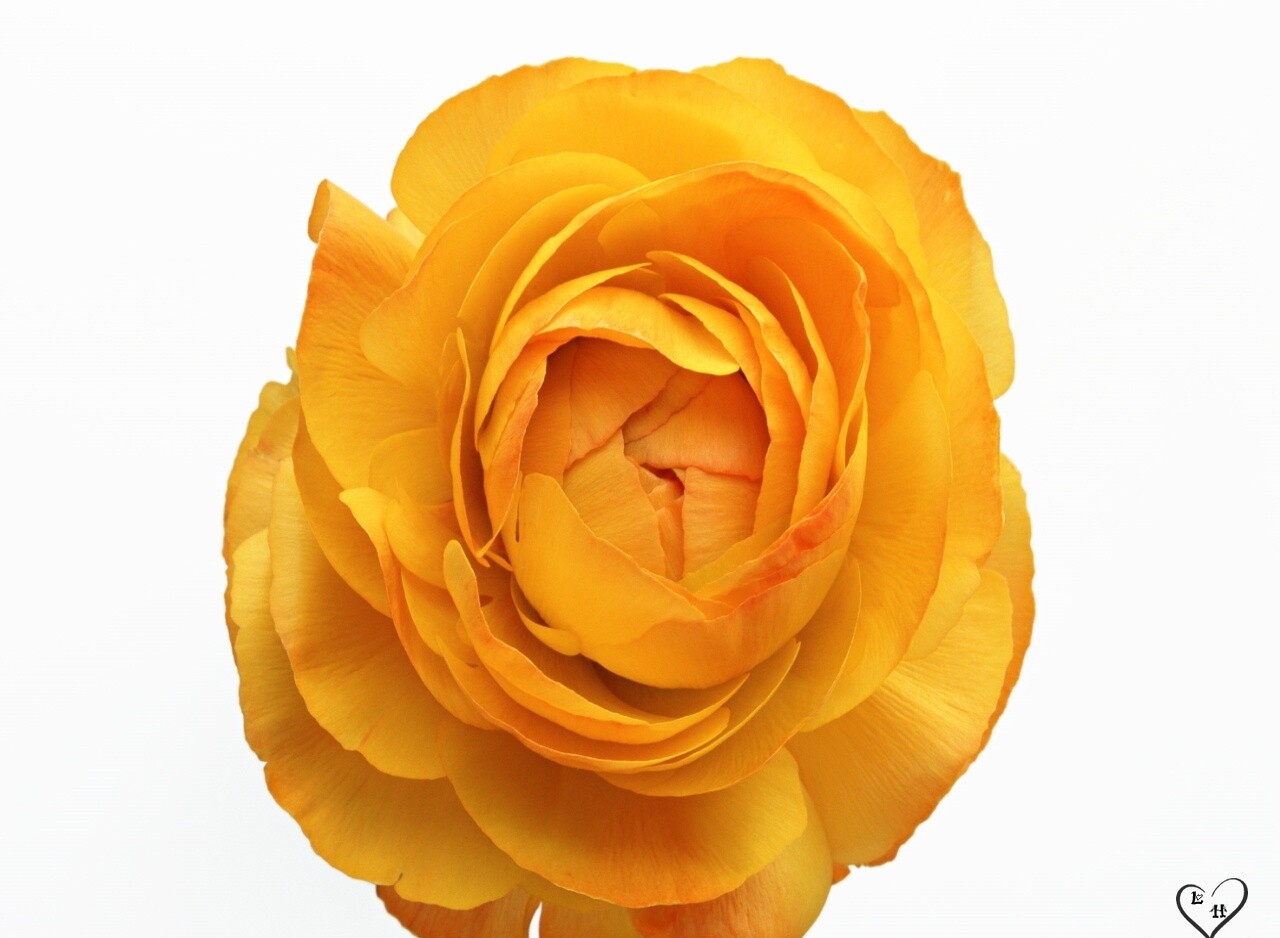 http://1.bp.blogspot.com/-tqMgy2c5rMU/TvVntEwkPWI/AAAAAAAAdyg/4-DuMdiKFfQ/s1600/yellow+Roses+%25285%2529.jpg