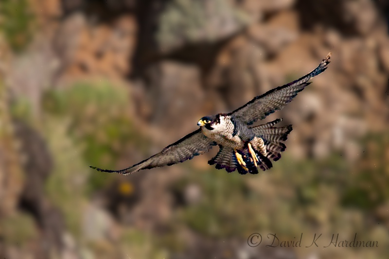 peregrin falcon call peregrin falcon call