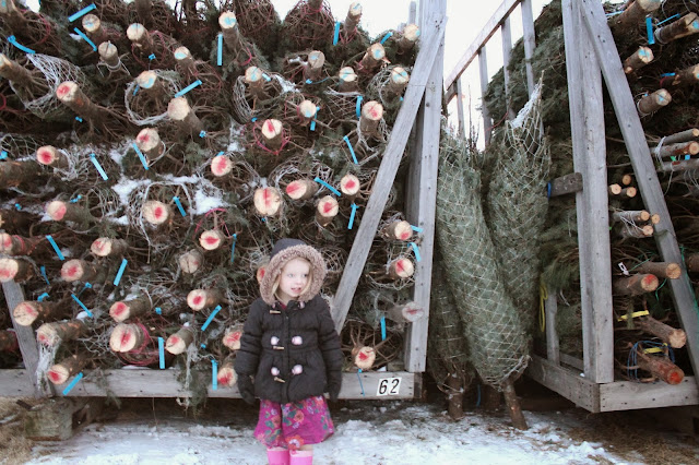 Edmonton Christmas Tree Lot