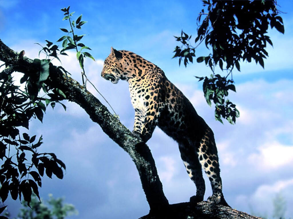 Animal Unique: Amur Leopard