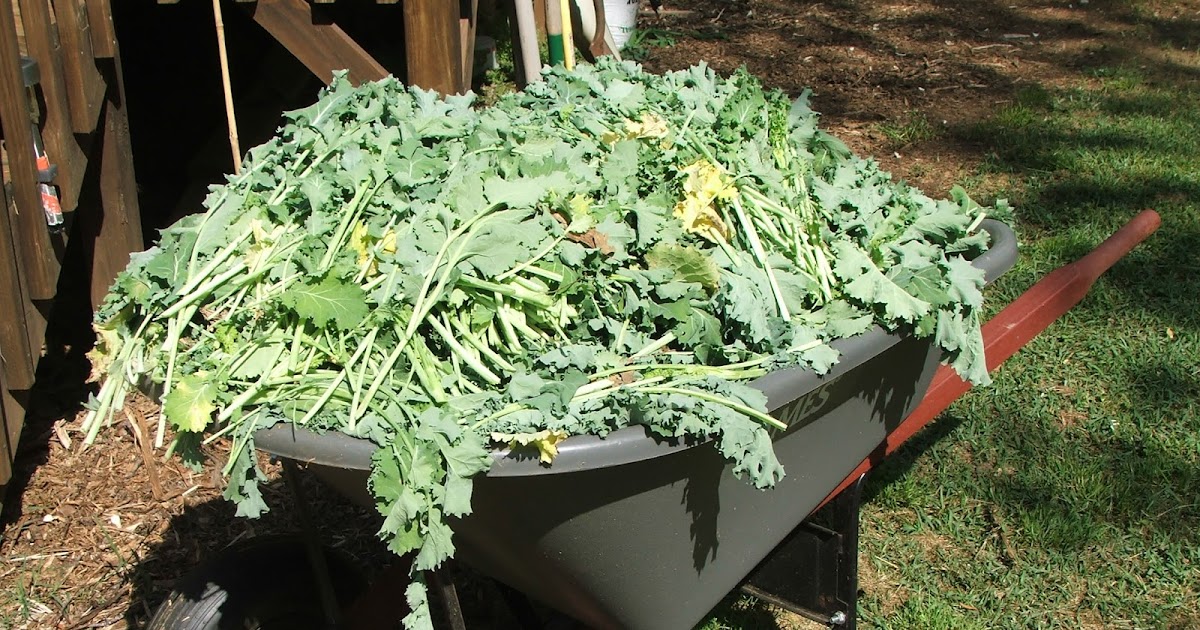 Canning Granny Canning Kale and Other Greens