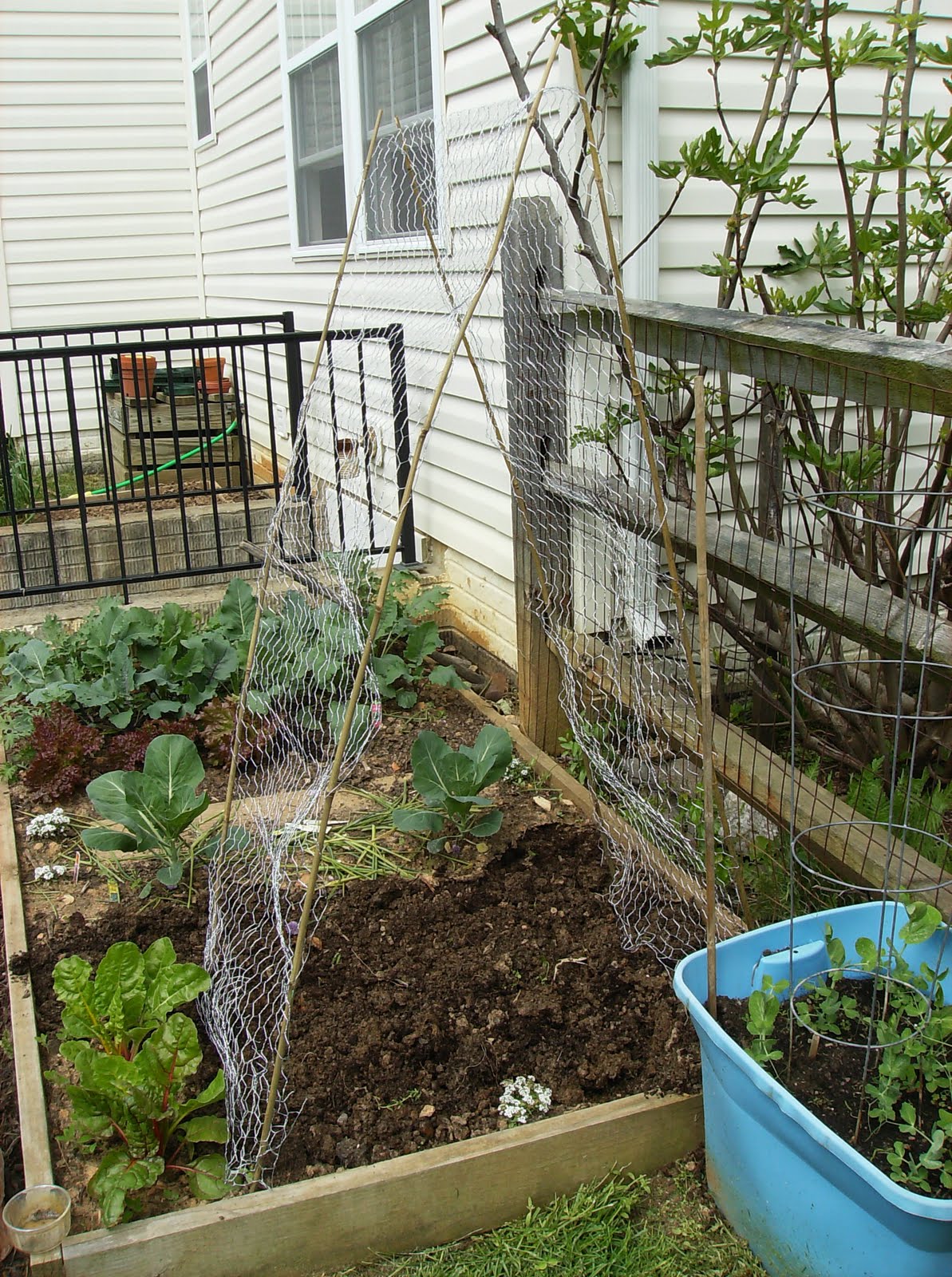 Building A Low Cost Vegetable Garden Trellis In Pictures The Poetic Vegetable Garden