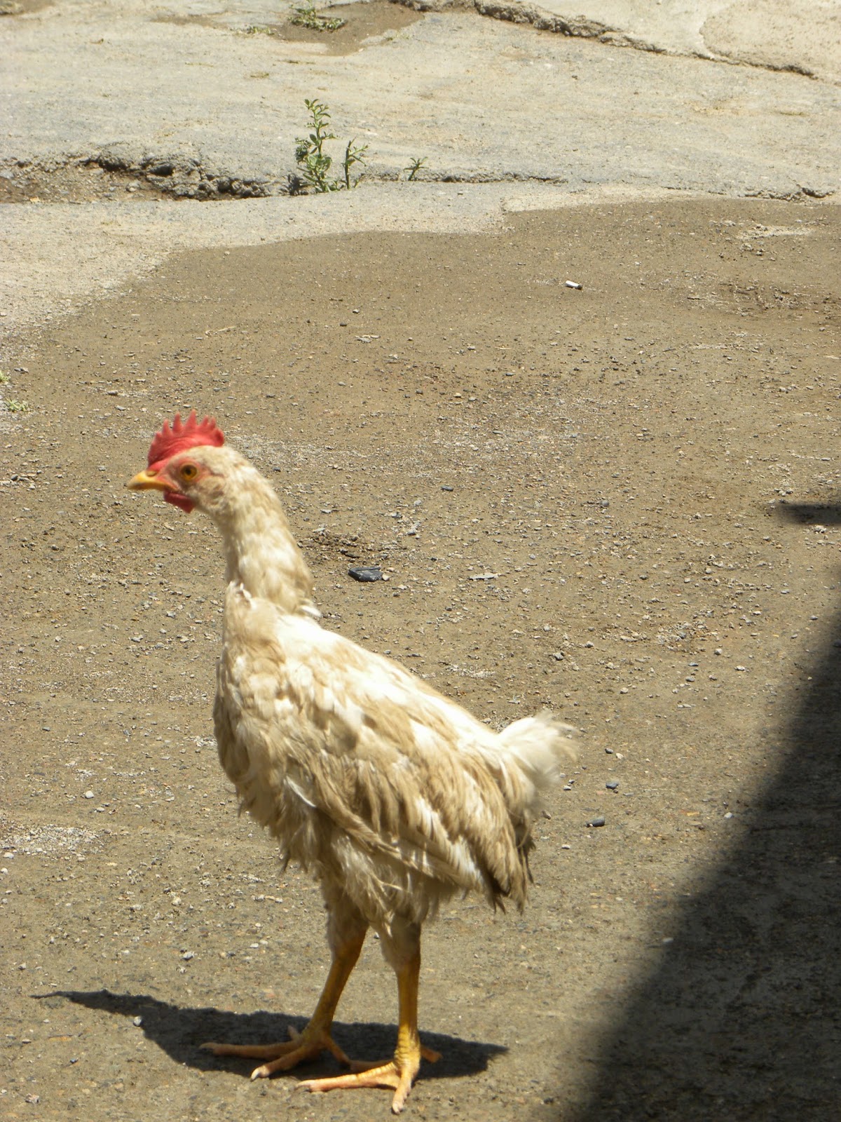 Ropewalk "Don't weigh my chicken"