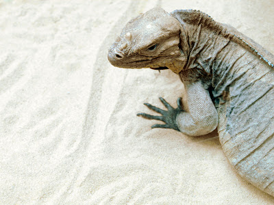 Hollow knight grim troupe mobile wallpapers Best Jungle Life: Beauty Full Animals Wallpapers And Animals Pics