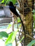 kicaurahmat.blogspot.com