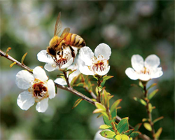 Comment utiliser le miel de manuka Comment utiliser le miel de manuka