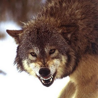 Bildergebnis für lobo mostrando los dientes