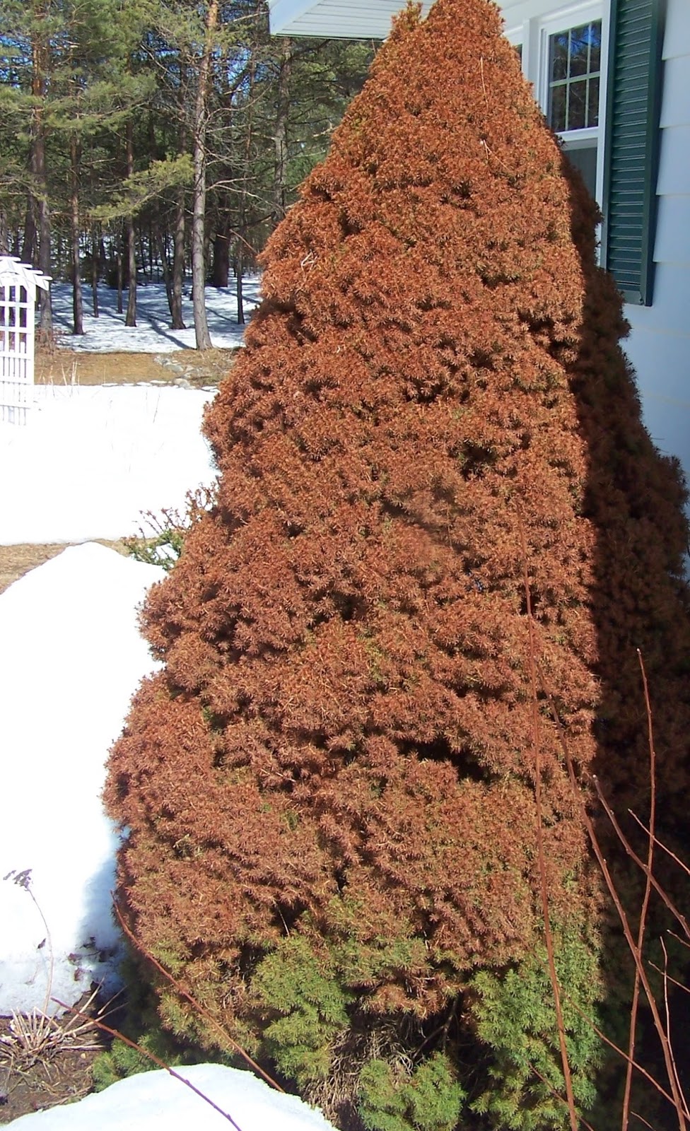 Perennial Passion I Could Just Cry