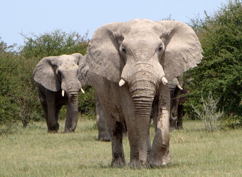 animais ameaçados de extinção i você realmente sabia