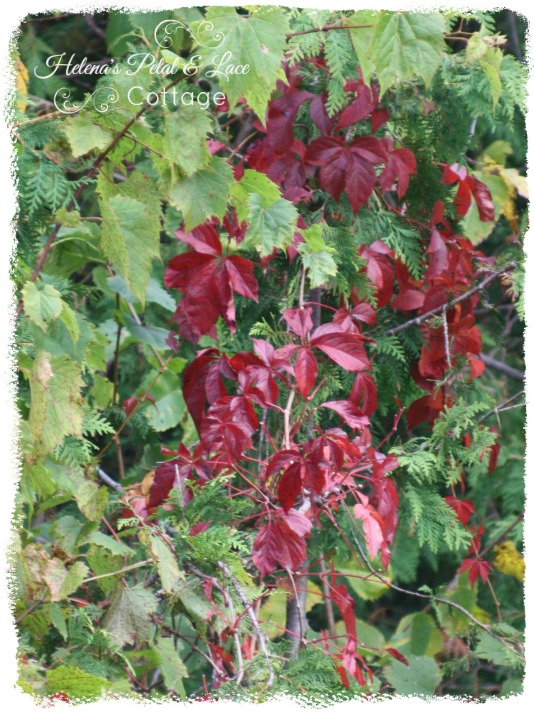 Petal and Lace Cottage Shades of Summer Past