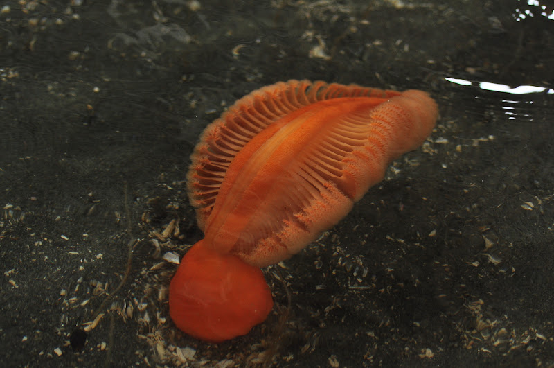 Striped Sea Slug