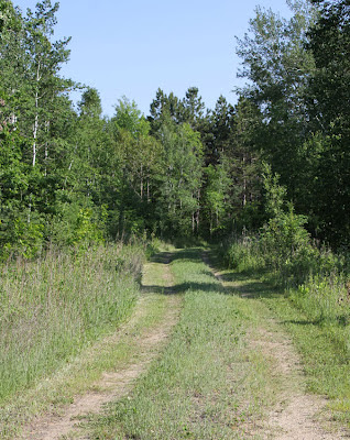 road through woods