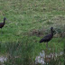 Glossy Ibis relocated
