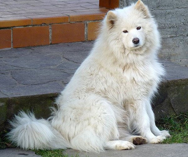 http://1.bp.blogspot.com/-tuCFo94koLc/UMi2kAyjsmI/AAAAAAAARoA/oIhUYeOeB-E/s1600/Samoyed2.jpg