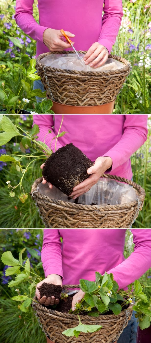 How To Grow Delicious Strawberries In A Basket DIY Craft Projects