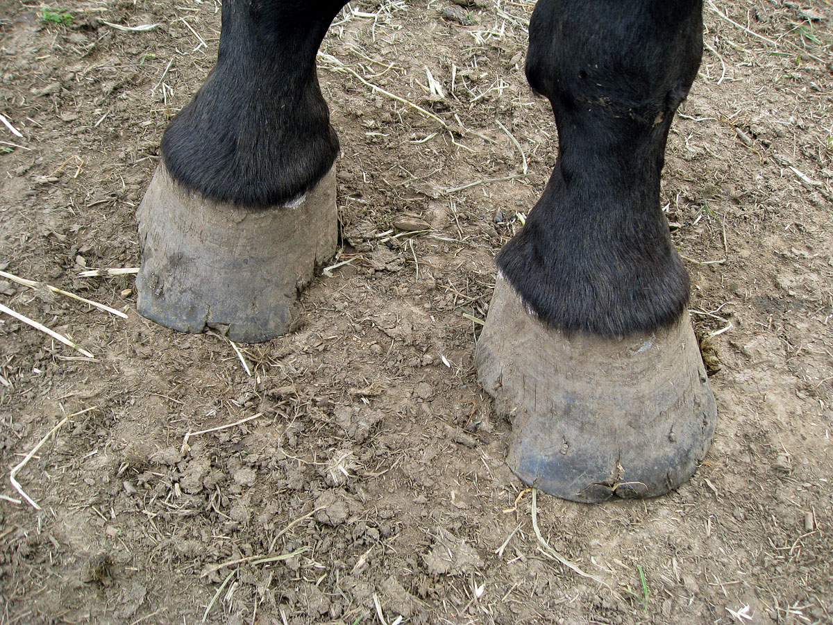 healthy clip art | Hostted