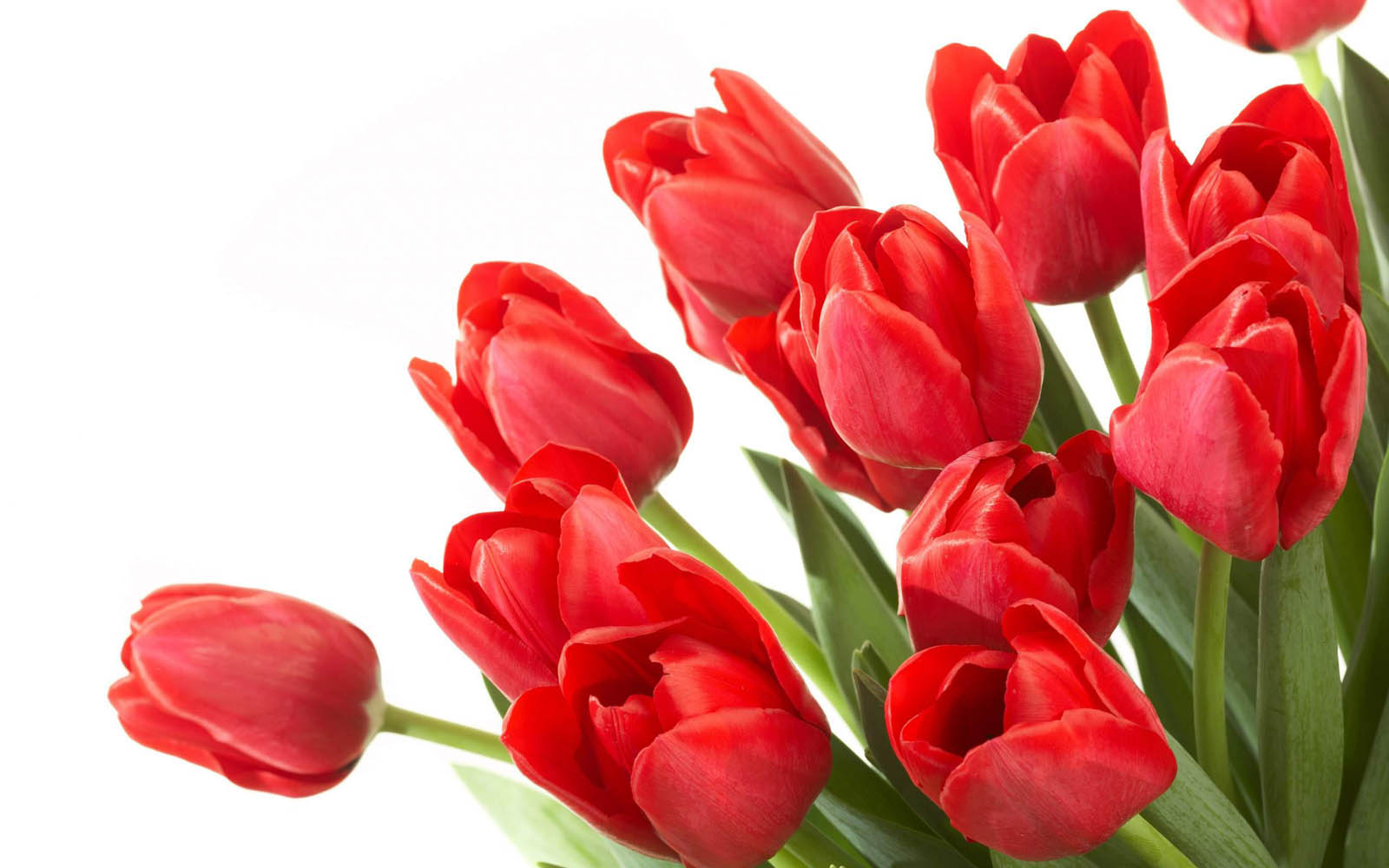 Tulip Wallpapers Hd Free Wallpaper Tulip Wallpapers Hd Free Wallpaper