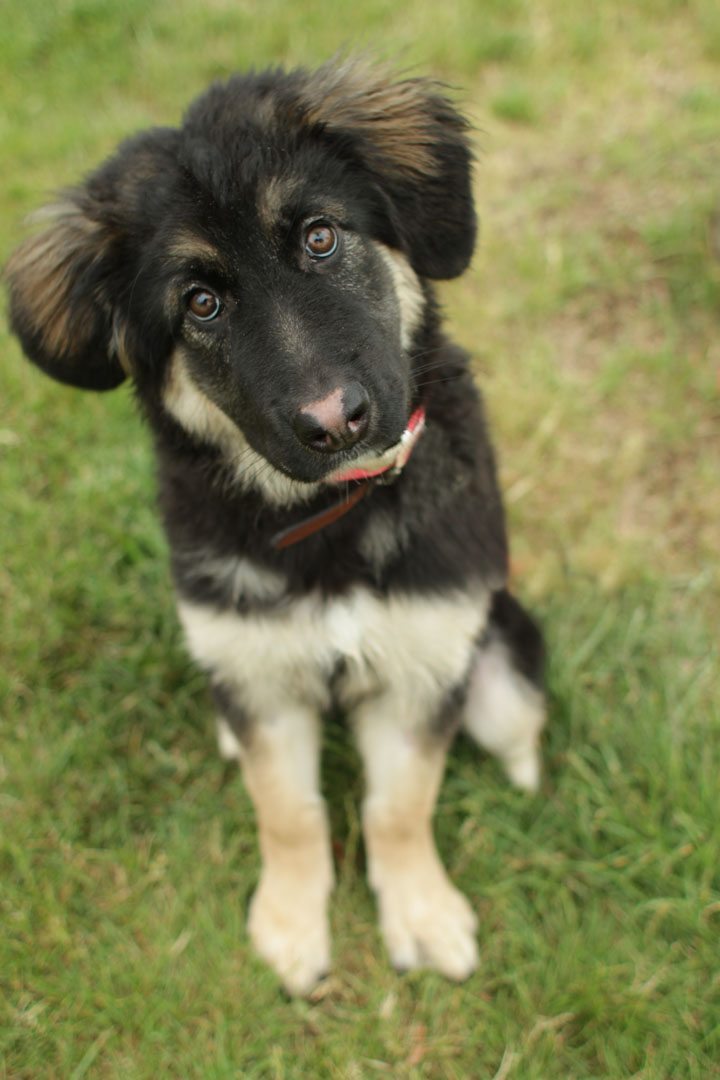german shepherd mix gwen german shepherd mix puppy german shepherd mix gwen german shepherd mix puppy