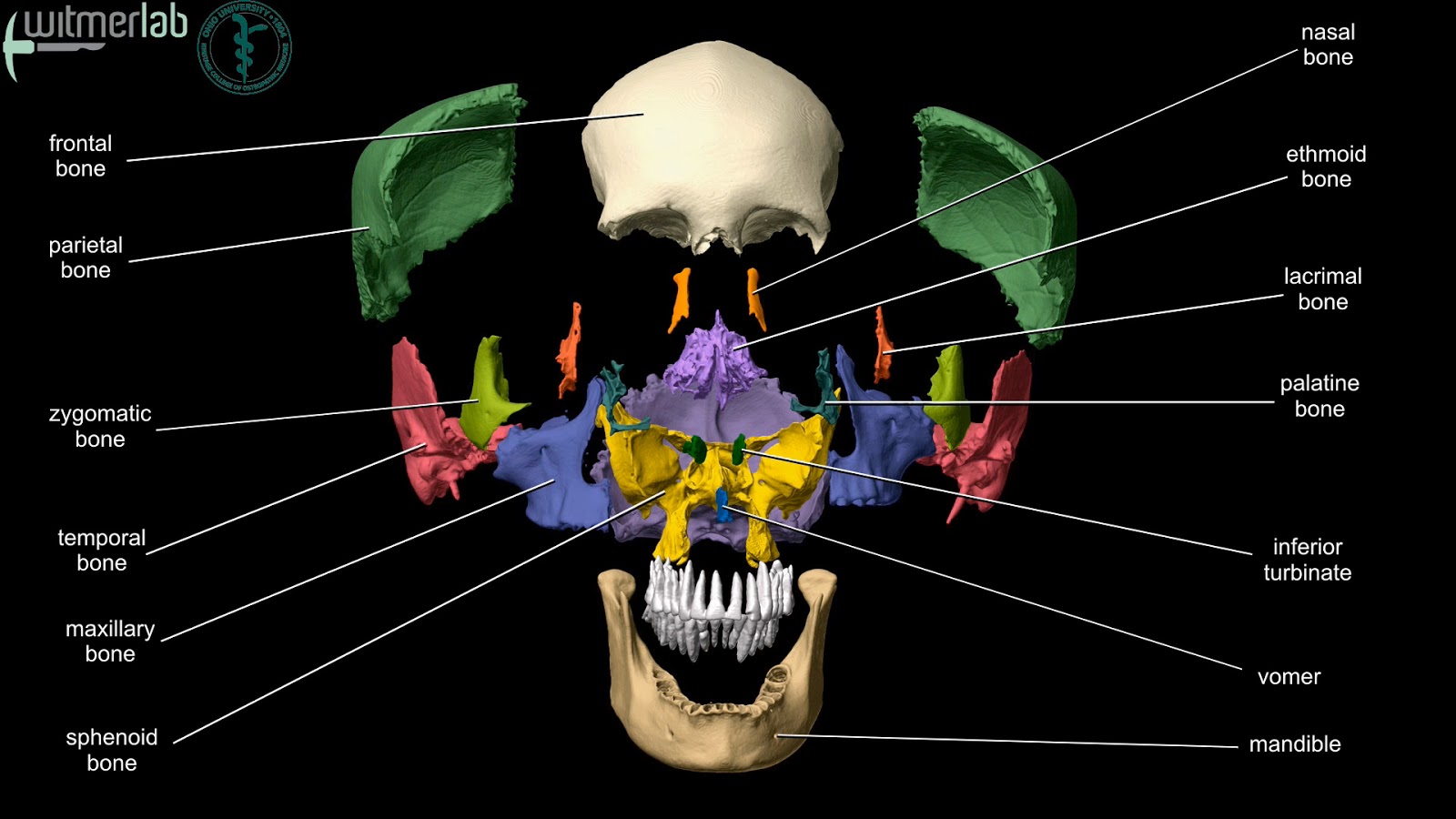 anatomy primal 3d interactive body in motion torrent