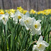 Our World Tuesday:  Daffodil Festival