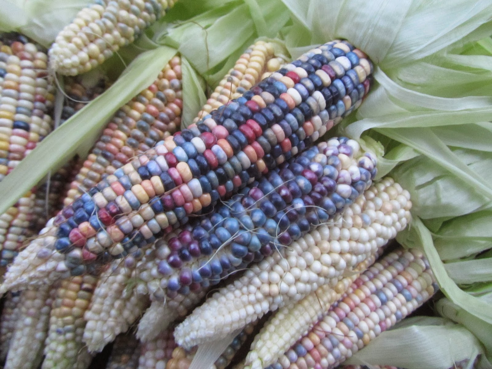 Jen & the Bean stalk Glass Gem Indian Corn