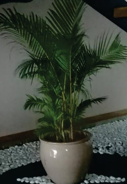 Palm Kuning