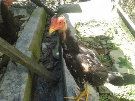 Cara Merawat Ayam Bangkok Ternak Ayam Cara Merawat Ayam Bangkok Ternak Ayam
