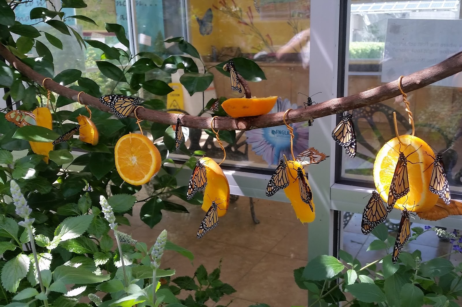 MOSI Outside Butterfly Fruit Feeding Station
