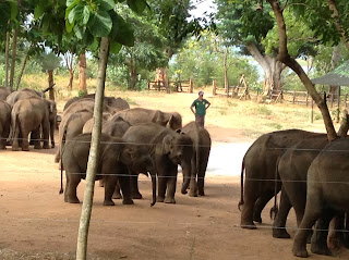 De volgende dag hebben we het Elephant Transit Home bezocht om daar ter plekke te filmen.