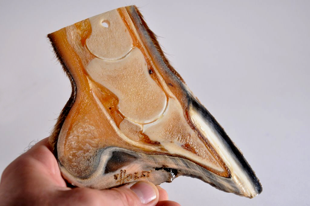 Fran Jurga`s Hoof Blog: News from Hoofcare + Lameness: Educational Hoof