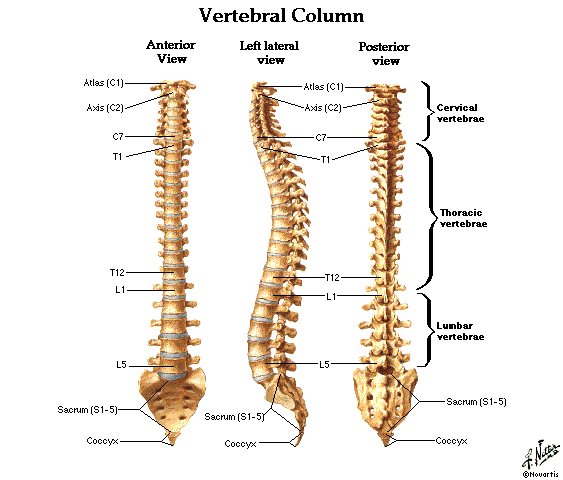 back diagram spine and vertebre diagrams free dentistry and back diagram spine and vertebre diagrams free dentistry and