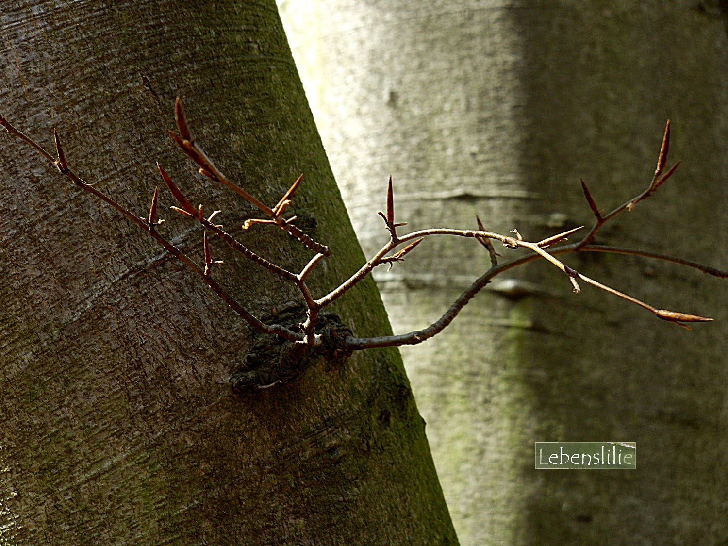 Lebenslilie Download