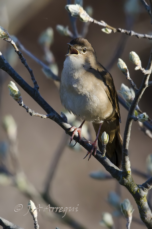 Buscarla unicolor, Locustella luscinioides, Savi´s Warbler Buscarla unicolor, Locustella luscinioides, Savi´s Warbler