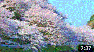 桜の庭木ダム スライドショー