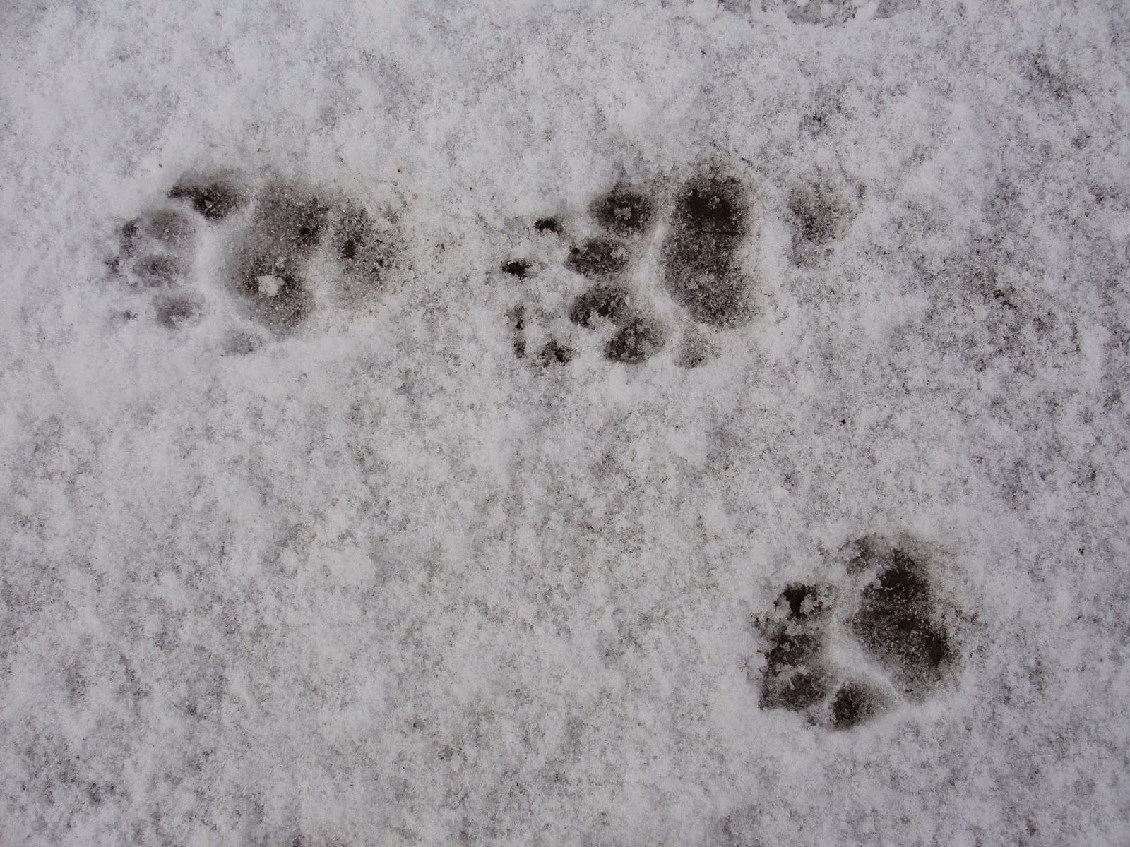 Gibside January 2015