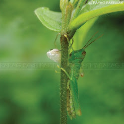 A "Short Horned grasshopper"  with its recently "shed Skin" on the plant.