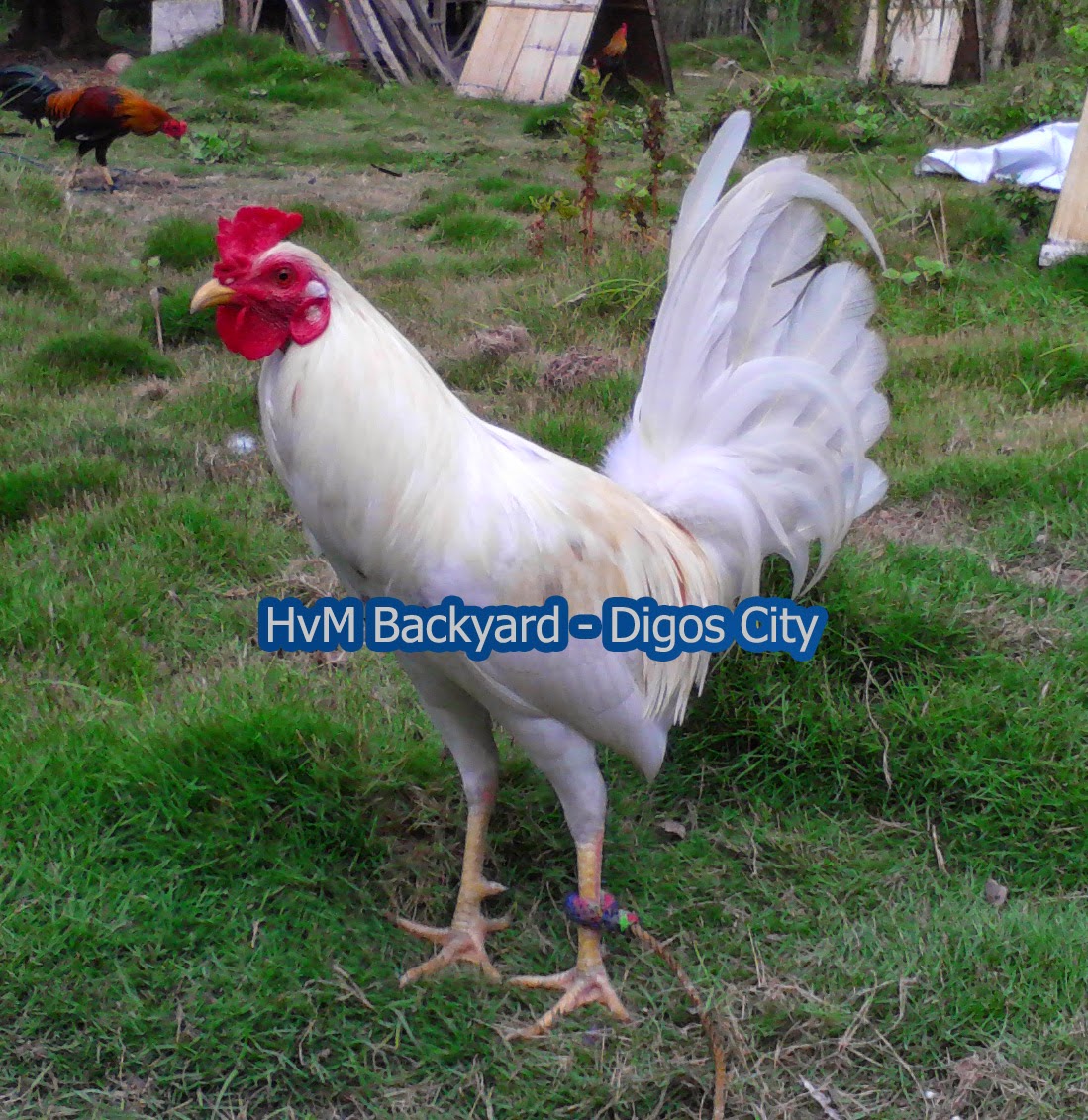 HvM Backyard Gamefowl Breeder in PH