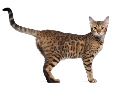 asian breeds asian cat breed asian breeds asian cat breed