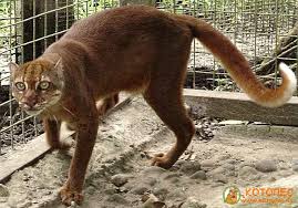 Planet Carnivora Kucing Hutan