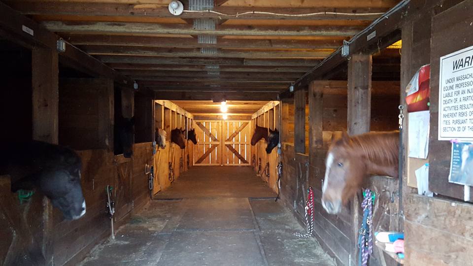 Carriage Horses NYC NYC CARRIAGE HORSE STABLES YOU BE THE JUDGE.