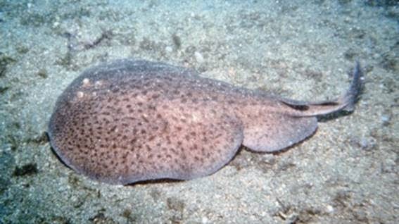 Fichas de Peces Torpedo marmorata