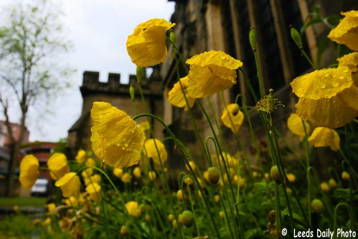 Picture of Welsh poppies in the churchyard of St John in Leeds city centre