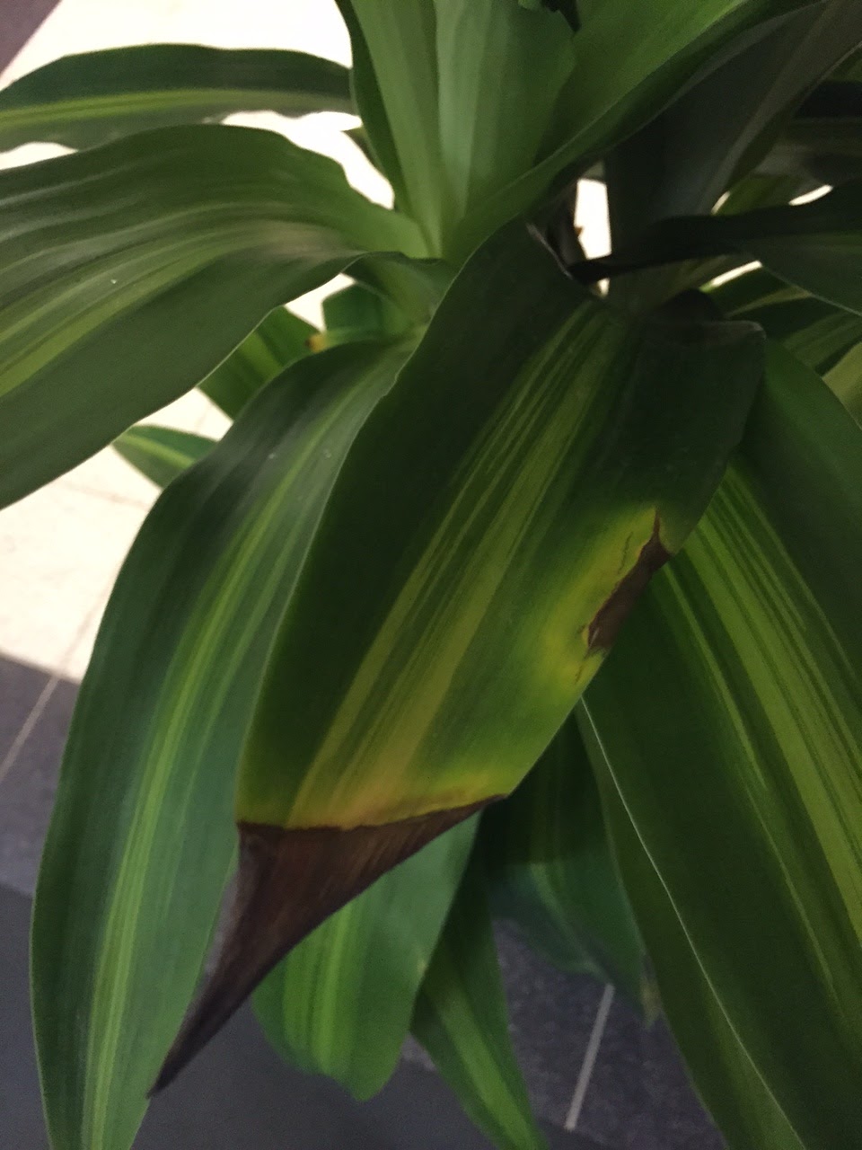 PDI Plants Blog August 2015