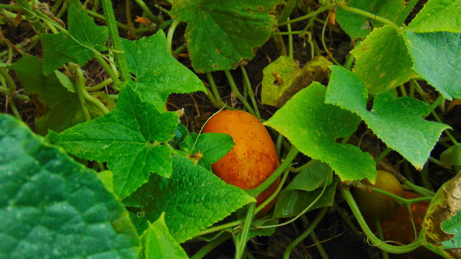 orange cucumbers